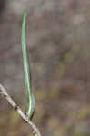 Willowleaf lettuce